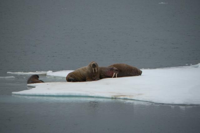 Walruses on thin ice